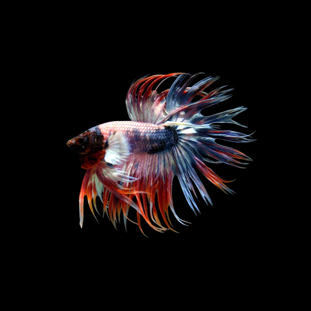 Betta – CT Crowntail